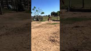 Domando burro branca