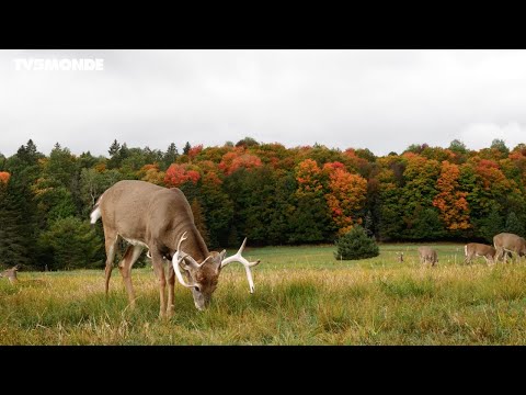 Voyages Vert Vous - Québec : découverte de la région d'Abitibi-Témiscamingue