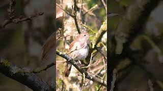 Download lagu SUARA MANTAP BURUNG SIKATAN LONDO / NIGHTINGALE GACOR DI ALAM LIAR #birds #sikatanlondo #nightingale mp3 Download lagu SUARA MANTAP BURUNG SIKATAN LONDO / NIGHTINGALE GACOR DI ALAM LIAR #birds #sikatanlondo #nightingale mp3