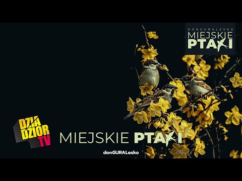 Video thumbnail for MIEJSKIE PTAKI