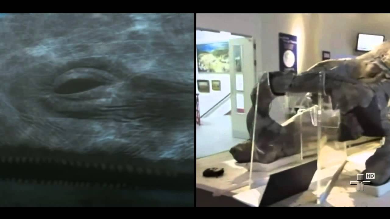 Matéria de Capa - Dinossauros, Nova Teoria