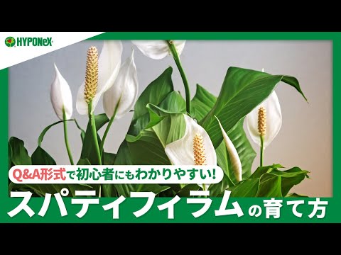 ハイロシルトゥス・パルメリについて詳しく解説