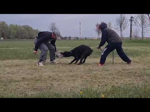 Doberman Pinscher puppy for sale