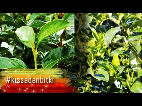 download lagu mp3 mp4 Kartopu Logo, download lagu Kartopu Logo gratis, unduh video klip Kartopu Logo