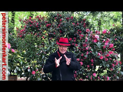 Kamelie und der Aufwand in der Liebe - Intuition trainieren - Peter Fenkart - Intuitionstraininer