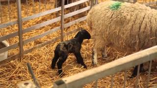 preview picture of video 'Lambing Sunday ~ Bishop Burton College'