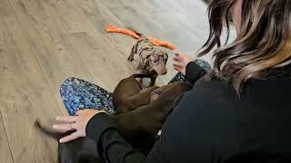 07122025 Doxie Puppies