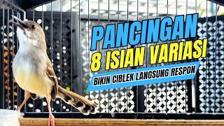 Download lagu CIBLEK SEMI GACOR AMPUH UNTUK PANCINGAN CIBLEK BAHAN DAN MASTERAN CIBLEK MACET SEKETIKA NYAUT mp3