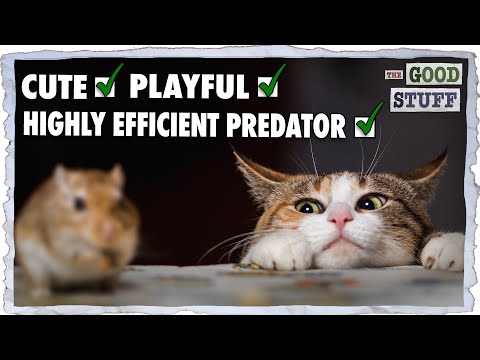 Why Do Vicious Killers Make Good Pets? - YouTube