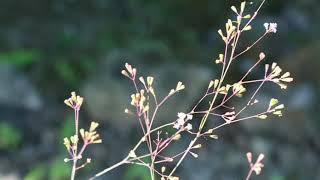 Download lagu SHOLAWAT BURDAH.DOA&DIKIR AL-KHIDMAH mp3