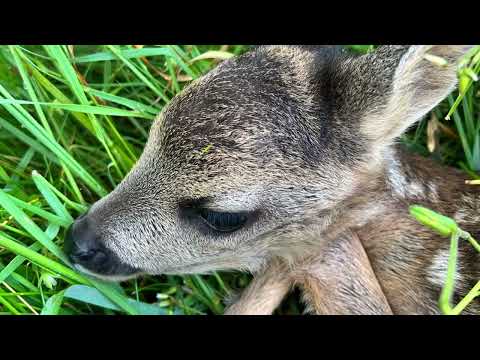 Suchhunde und Kitzrettung Adenau am Nürburgring e.V.