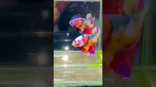 Download lagu ngeriiii.. Cupang Pelangi #fish #ikanhias #fishtank #aquarium #ikancupang #bettafish #ikanlaga mp3