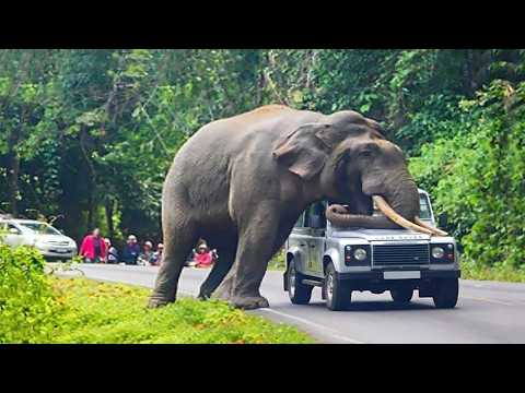 100 Most Incredible Animal Moments Caught On Camera! | Incredible Moments #5