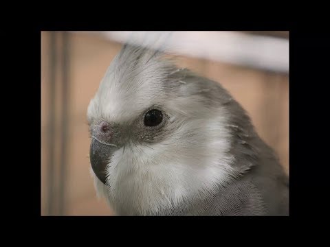 Tom Cockatiel, rest in peace