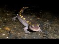 Get Outdoors - Salamander Crossing
