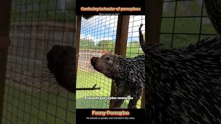 Don’t Let The Spikes Fool You #foryou #funny #porcupines #animals #cute #wildlife #memes