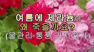 제라늄 여름에 죽이지 않고 잘키우기 (물관리 통풍 가지치기)