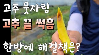 고추웃자람.고추끝썩음병 원인과 해결책 전문가에게 배워보자 도프 아그로 팀장
