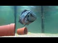 Convict Cichlid Care and Information