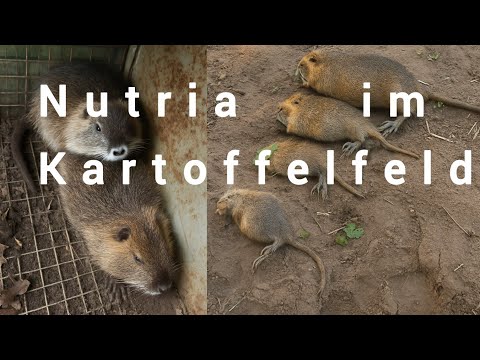 Nutria hunt in a potato field with several double catches #nutriajagd
