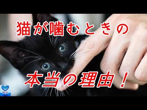 私の猫が自分自身を噛むのはなぜですか?