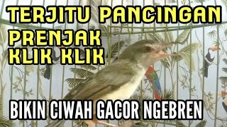 Download lagu Ampuh! Pancingan CIBLEK SAWAH / PRENJAK KLIK KLIK ampuh biar CIWAH bahan gacor ngebren mp3
