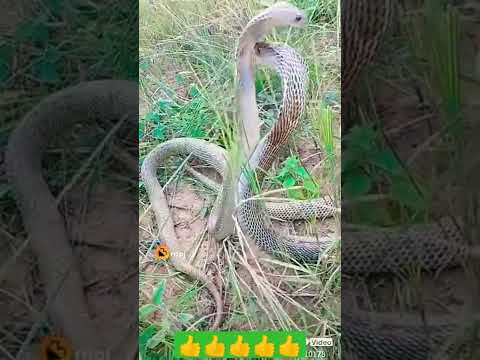 ##Nagin 🙏👍Nache🔥🌷 Gali Gali❤🌹