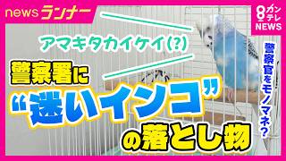 日本走失鹦鹉暂住警署 偷学警察接电话