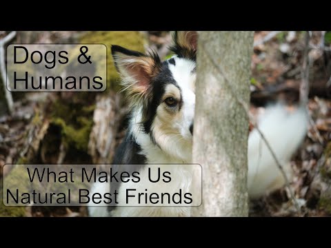 Dogs & Humans: What Makes Us Natural Best Friends (Pt 1/3) #dog #wolf #psychology #friend