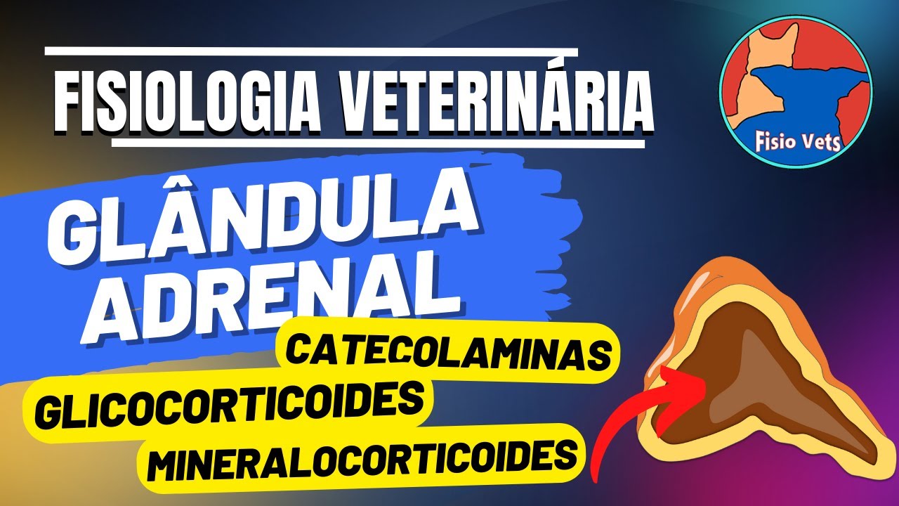Fisiologia da glândula adrenal - Sistema endócrino - Medicina veterinária