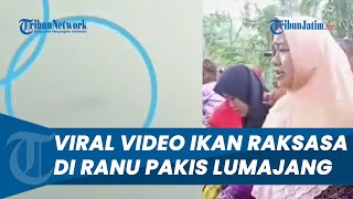 Viral Video Disebut Penampakan Ikan Raksasa di Ranu Pakis Lumajang, Muncul hingga Hebohkan Warga