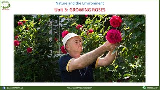 Unit 3 - Growing Roses  (gồm: file Nghe + Đọc + Bài tập + Luyện nói)