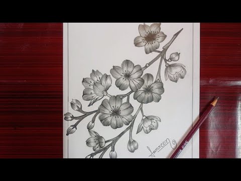 How to draw Cherry Blossom (चेरी ब्लॉसम) flower drawing| Sakura flower| Samreen art work