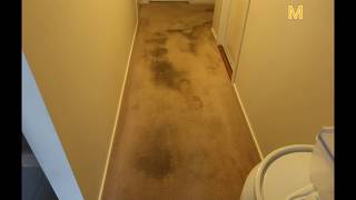 Carpet cleaning ringwood