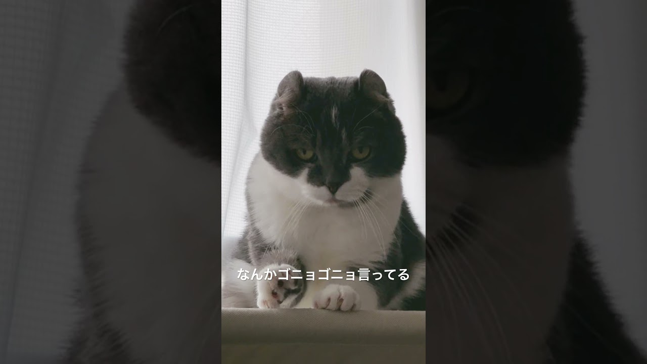 何をゴニョゴニョ😕 #猫のいる暮らし