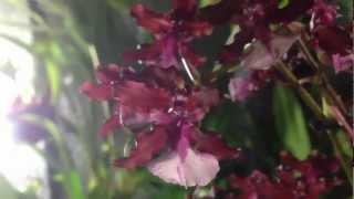 CA How to grow and rebloom Oncidium Sharry Baby