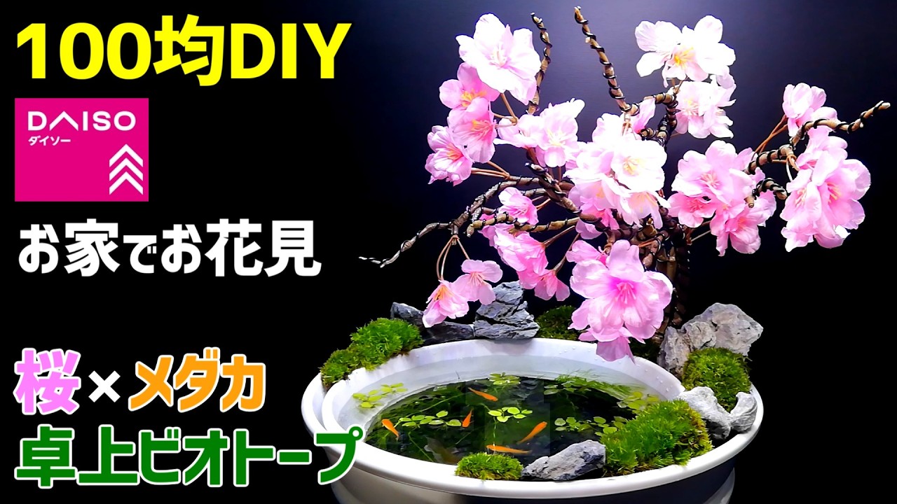 【100均DIY】お家でお花見！ 桜とメダカで癒される【卓上 ビオトープ】の作り方 /メダカ飼育/盆栽/和風ビオトープ/ダイソー
