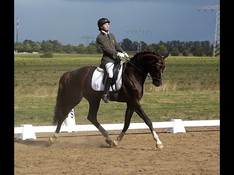 Go for Romance, Oldenbuger Hengst v. Governor - Fürst Romancier * 2018