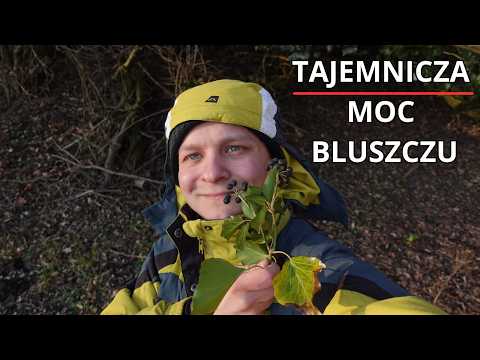 BLUSZCZ POSPOLITY (łac. Hedera Helix) - tajemnicza moc LIŚCI