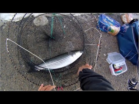 Multefiskeri med brød i havneområde