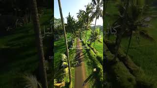 Download lagu Surat Az-Zariyat Ayat 15 - 19 mp3