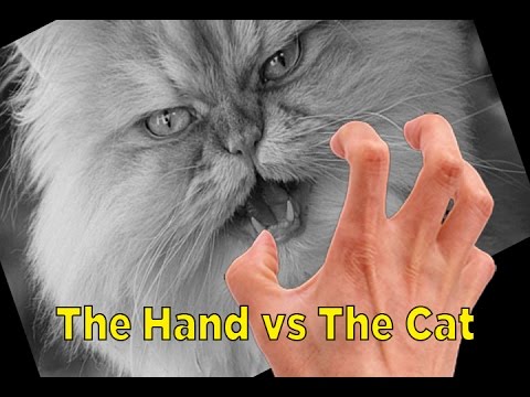 Gato Desajustado vs La Mano   Kitty Cat vs the Hand