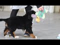 Bernese Mountain Dog dogs for sale: Katy - Video 1