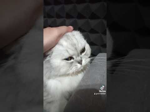 Snuggling my  persian kitten 🐱 Doulis The Cat