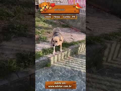 Vídeo de princesa