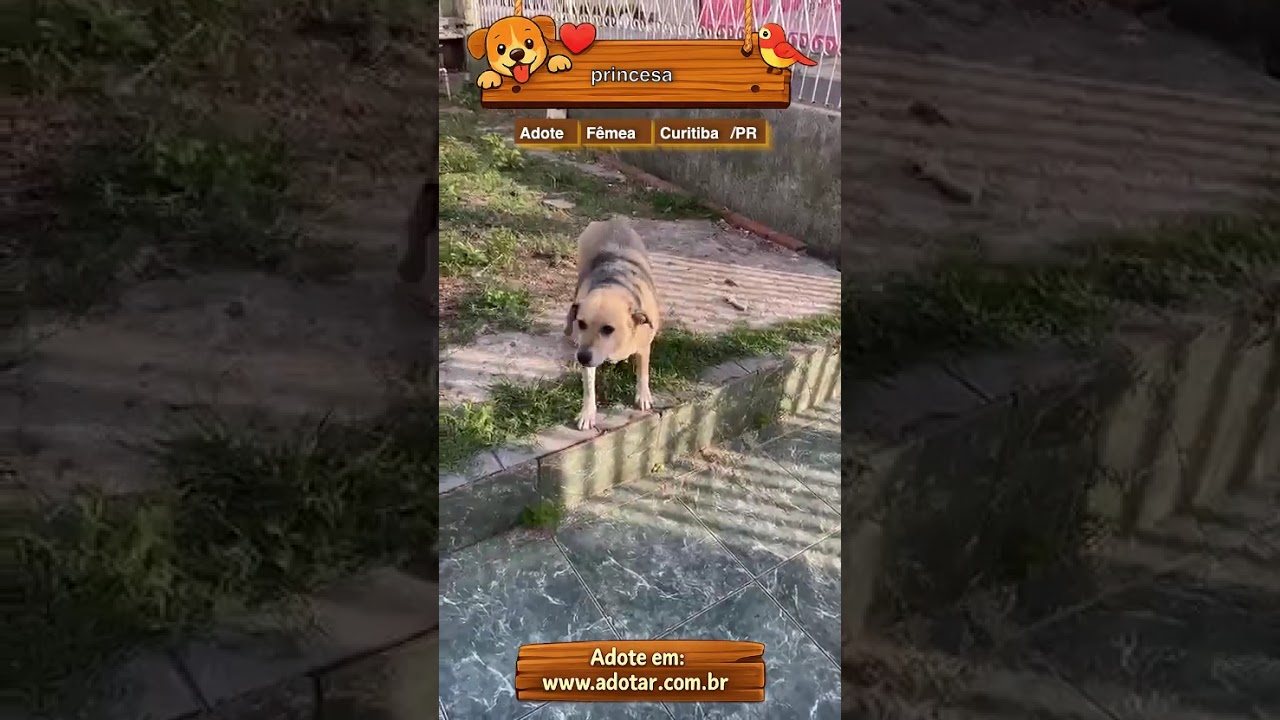 Cachorro raça SRD-ViraLata idade 6 ou mais anos nome princesa
