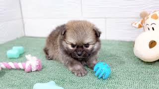 ハーフ犬の動画01