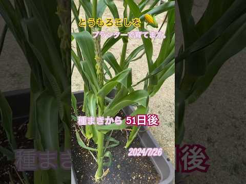 jardinière-bois-métal-béton-idées-acier-corten-tailles-formes-variées