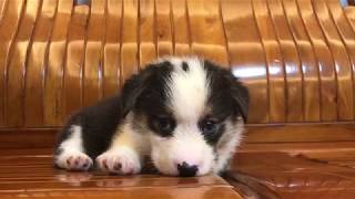 Video preview image #2 Pembroke Welsh Corgi Puppy For Sale in MANHATTAN, NY, USA