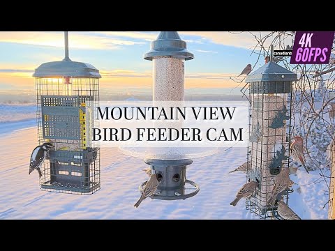 LIVE Mountain View Bird Feeder Cam - CANADA 4K/60fps